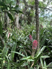 Quesnelia quesneliana