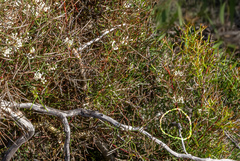 Hakea varia