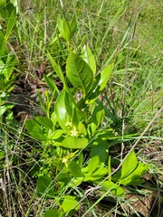 Vangueria venosa