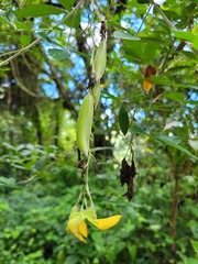 Crotalaria capensis