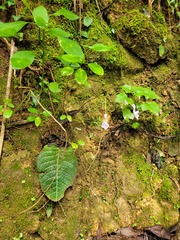 Streptocarpus confusus