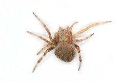 Neoscona