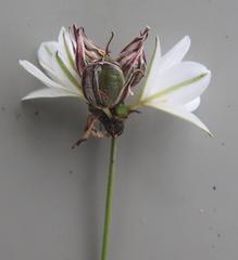 Chlorophytum fasciculatum