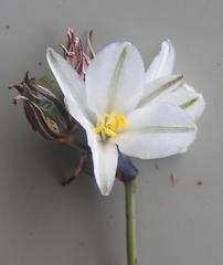 Chlorophytum fasciculatum