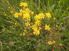 Cineraria lyratiformis
