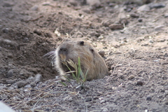 Cratogeomys castanops