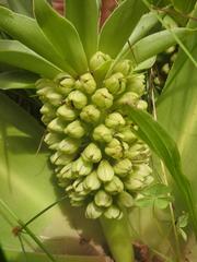 Eucomis autumnalis clavata