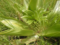 Eucomis autumnalis clavata