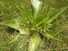 Eucomis autumnalis clavata