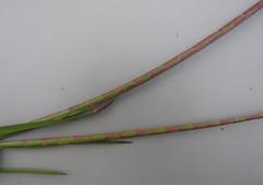 Hemarthria altissima