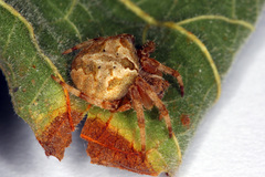 Neoscona