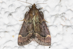 Hypsopygia phoezalis