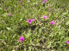 Ipomoea oblongata