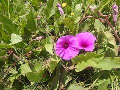 Ipomoea oblongata