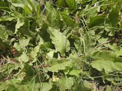 Ipomoea oblongata