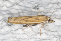 Fissicrambus intermedius