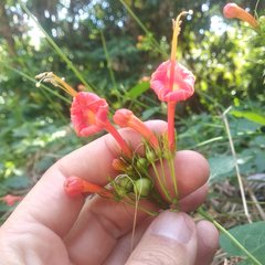 Ipomoea hastigera