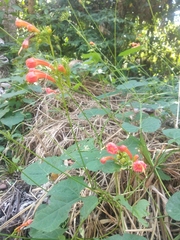 Ipomoea hastigera