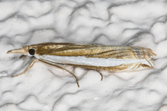 Crambus sperryellus