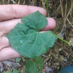 Ipomoea hastigera