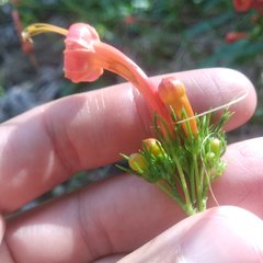 Ipomoea hastigera