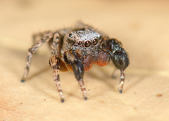 Habronattus oregonensis