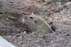 Cratogeomys castanops