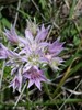 Allium canadense hyacinthoides - Photo (c) Jim Varnum, algunos derechos reservados (CC BY-NC), subido por Jim Varnum