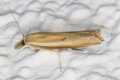 Fissicrambus intermedius