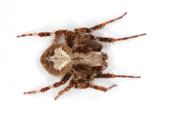 Neoscona