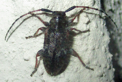 Exocentrus echinulus