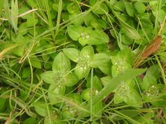 Richardia humistrata