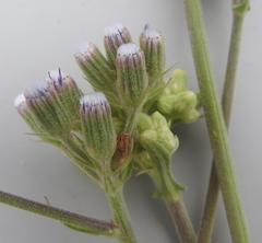 Senecio polyodon
