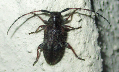 Exocentrus echinulus