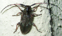 Exocentrus echinulus