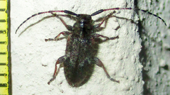 Exocentrus echinulus