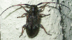 Exocentrus echinulus