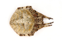 Neoscona