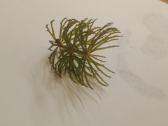 Ceratophyllum demersum