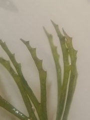 Ceratophyllum demersum