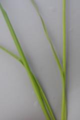 Trachyandra asperata