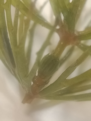 Ceratophyllum demersum