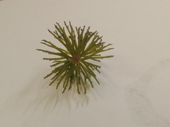 Ceratophyllum demersum