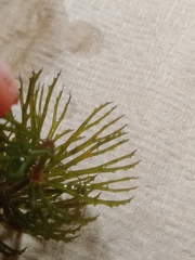 Ceratophyllum demersum