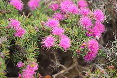 Melaleuca scabra