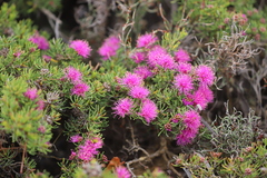 Melaleuca scabra