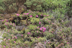 Melaleuca scabra