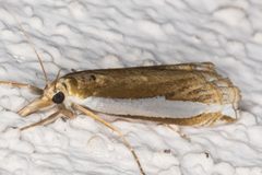 Crambus sperryellus