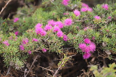 Melaleuca scabra