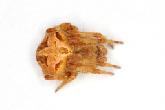 Neoscona